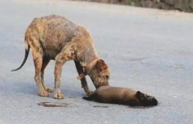 The stray dog was chasing at the truck, and his heart was tearing. 8230; ...