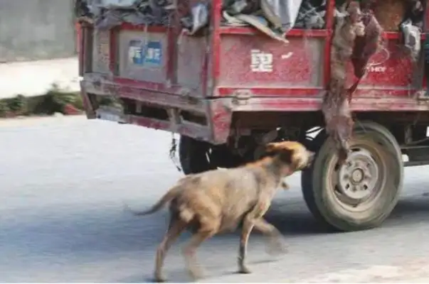 The stray dog was chasing at the truck, and his heart was tearing. 8230; ...