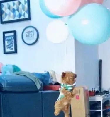 The master tied the balloon to Teddy, and the dog was overboard, so he got excited: I'd fly