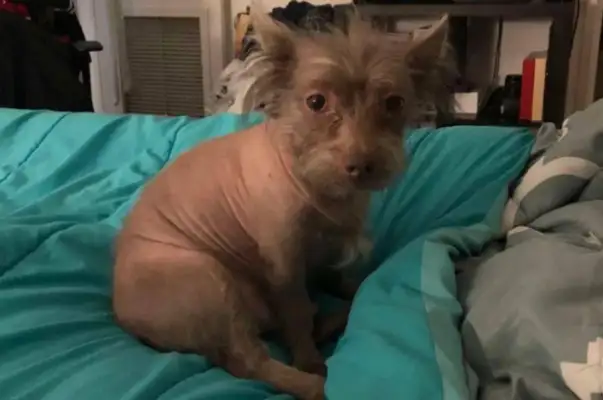 Every time a dog goes out, because it looks so weird, he's asked, "Why walk the pig?"