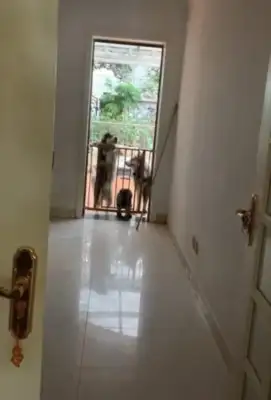 The man comes home from work, and as soon as he opens the door, he's wearing a dog