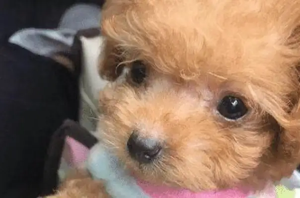 I bought a cup of tea for Teddy's parents, and they're giving it to her in six months: The dog's getting bigger