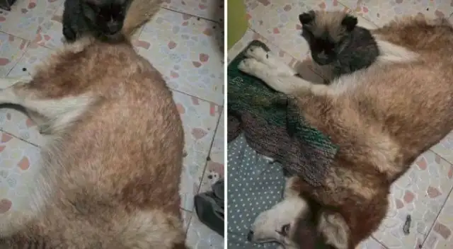 The rescue was never done by one person, but she lasted 20 years for over 600 stray dogs;