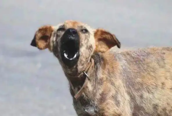 The stray dog was chasing at the truck, and his heart was tearing. 8230; ...