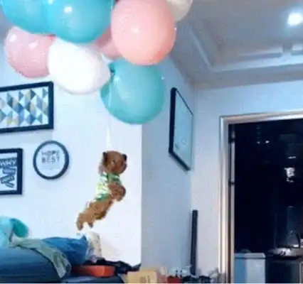 The master tied the balloon to Teddy, and the dog was overboard, so he got excited: I'd fly