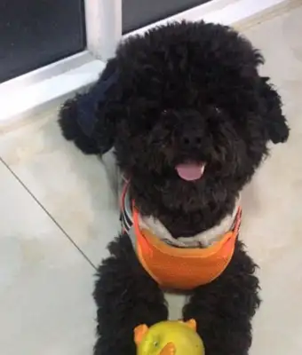 The master fell in love with the little teddy dog, and he followed it, and the dog behaved so badly