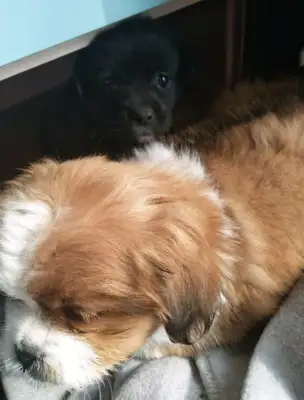 The little stray dog almost turned into a Chinese meal
