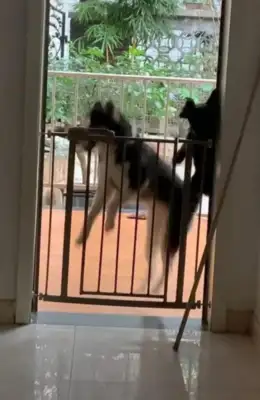 The man comes home from work, and as soon as he opens the door, he's wearing a dog