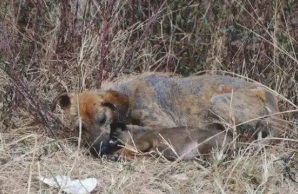 The stray dog was chasing at the truck, and his heart was tearing. 8230; ...