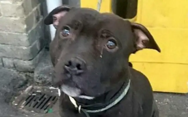 The little black dog was abandoned by the master at the train station, and it shed tears