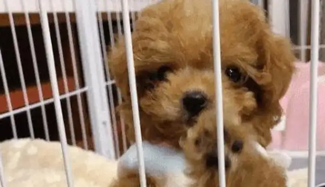 I bought a cup of tea for Teddy's parents, and they're giving it to her in six months: The dog's getting bigger