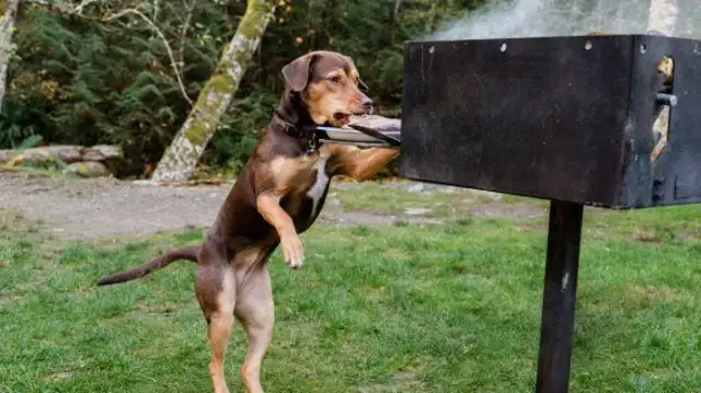 Mix Dog became a movie actor and unexpectedly met his sister