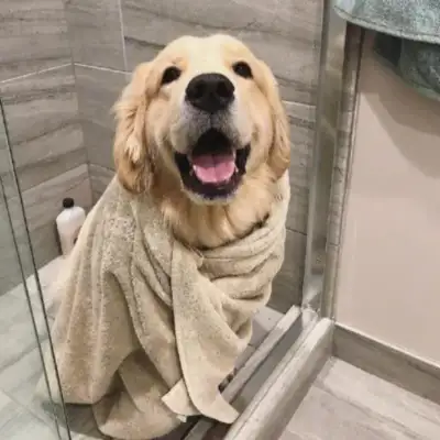 The dog of the master's life has suffered, leaving home with 11 years of big gold hair, not eating or drinking