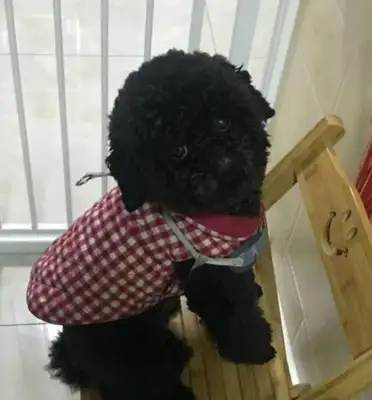 The master fell in love with the little teddy dog, and he followed it, and the dog behaved so badly