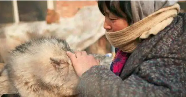 The rescue was never done by one person, but she lasted 20 years for over 600 stray dogs;