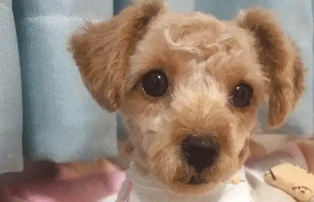 I bought a cup of tea for Teddy's parents, and they're giving it to her in six months: The dog's getting bigger