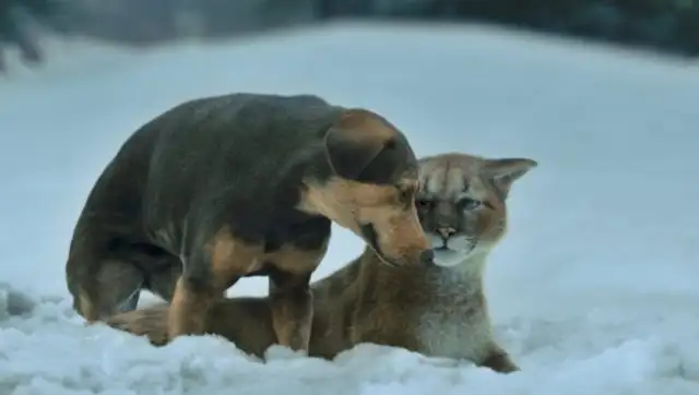 Mix Dog became a movie actor and unexpectedly met his sister