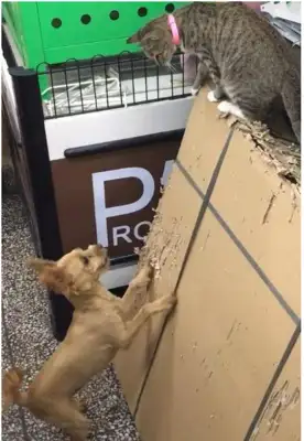 Found a stray cat, saw his dog act, and his friends started to suspect their IQ