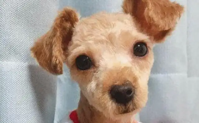 I bought a cup of tea for Teddy's parents, and they're giving it to her in six months: The dog's getting bigger