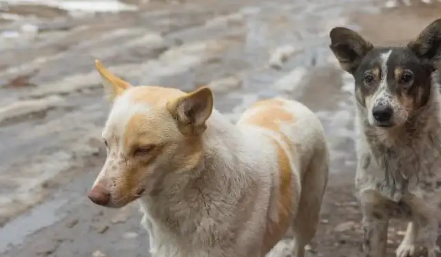 A stray dog in a restaurant eats more fat than a dog