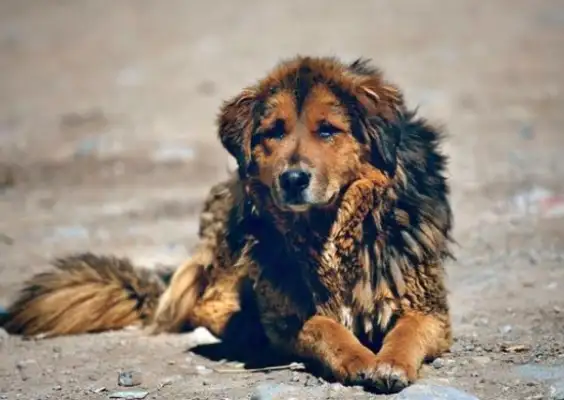 I ran into a stray dog for over 10 miles for a meal, but I couldn't take it. It's..