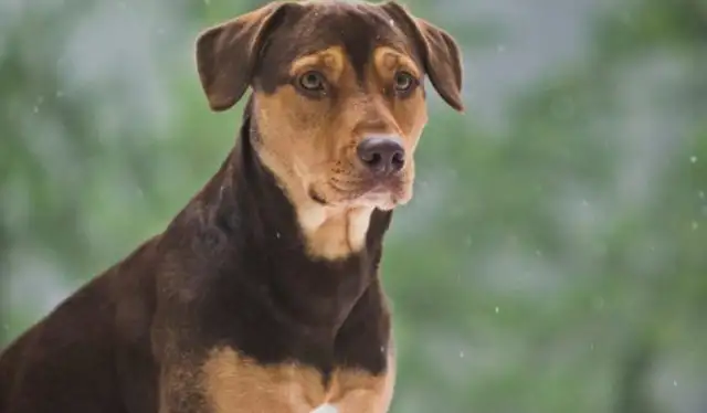 Mix Dog became a movie actor and unexpectedly met his sister
