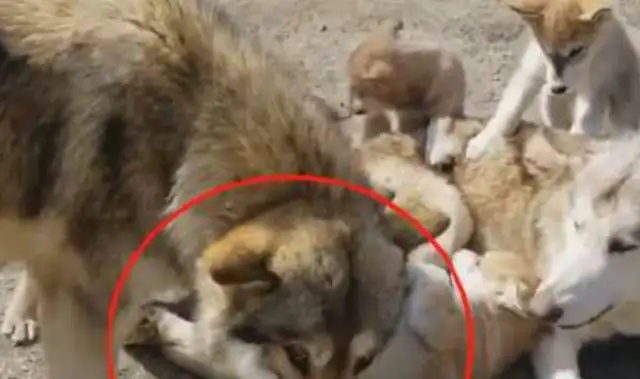 Two-hubs and a wolf dog, and then a face: this is my baby