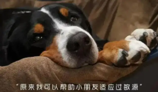The dog of the master's life has suffered, leaving home with 11 years of big gold hair, not eating or drinking