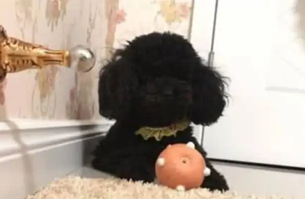 The master fell in love with the little teddy dog, and he followed it, and the dog behaved so badly