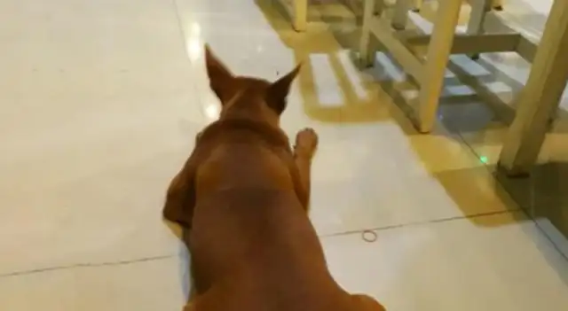 A stray dog in a restaurant eats more fat than a dog
