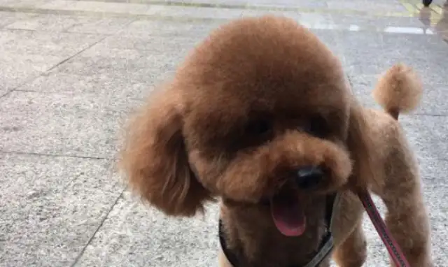 When the cat walks the dog, the priest bites Teddy! Master Teddy: The pastor will never return