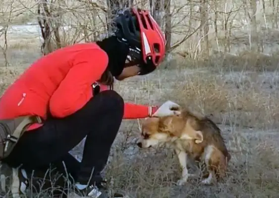 I ran into a stray dog for over 10 miles for a meal, but I couldn't take it. It's..