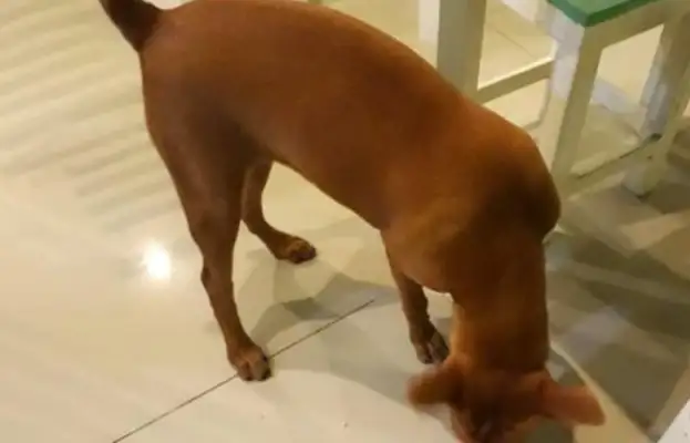 A stray dog in a restaurant eats more fat than a dog