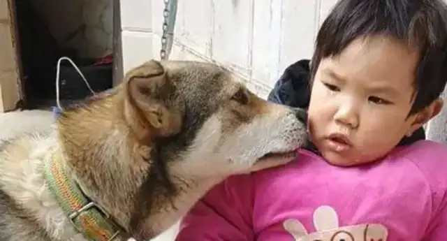 He was crying after he fell, and the dog came over to lick his tears