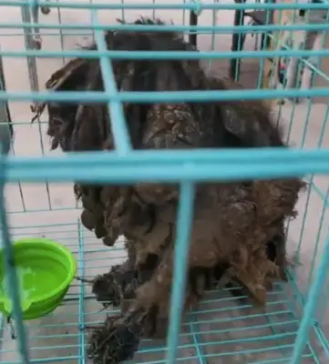 The stray dog was wearing a heavy armor, the lady was taken to the pet store, and lucky day was adopted
