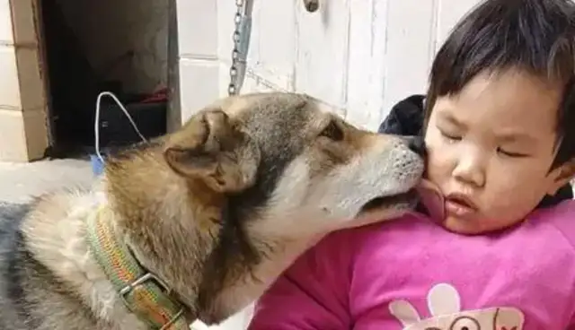 He was crying after he fell, and the dog came over to lick his tears
