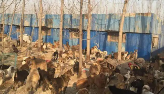 The rescue was never done by one person, but she lasted 20 years for over 600 stray dogs;
