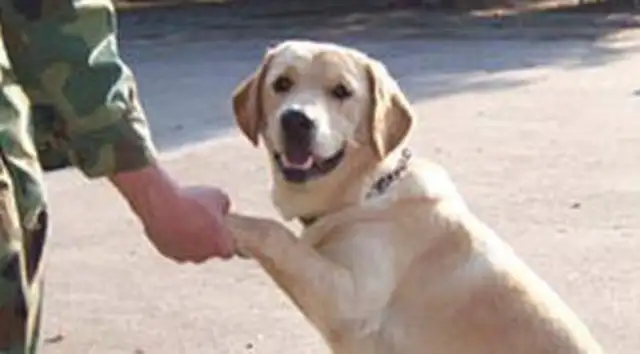 It's not a dog, it's all dogs