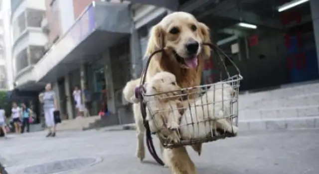 It's not a dog, it's all dogs