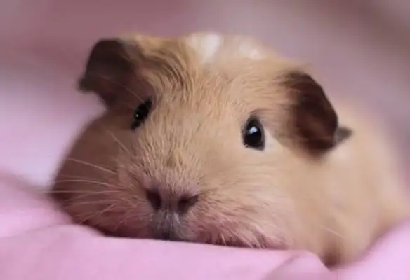 How long has Dutch pigs lived? Don't you know