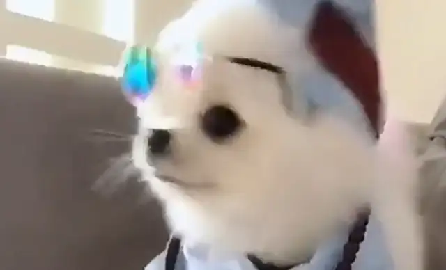 Dogs are super-moderns, sunglasses and fan highs