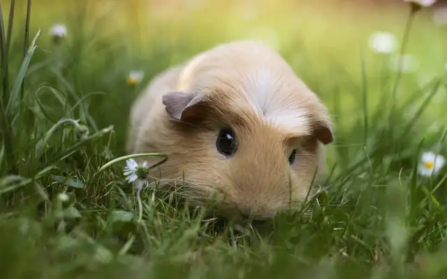How long has Dutch pigs lived? Don't you know