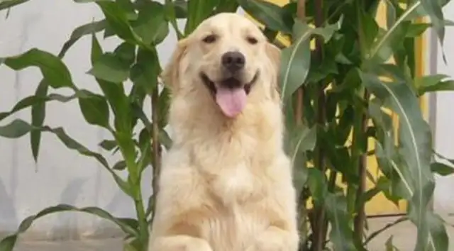 It's not a dog, it's all dogs