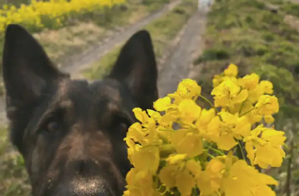 Put the flowers in front of the dog. I can't believe it spreads out and eats them