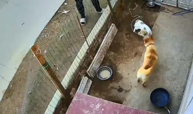 The man heard the dog barking and then came to the cage and found an extra dog