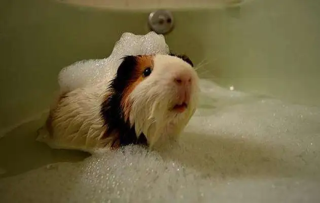 How long has Dutch pigs lived? Don't you know