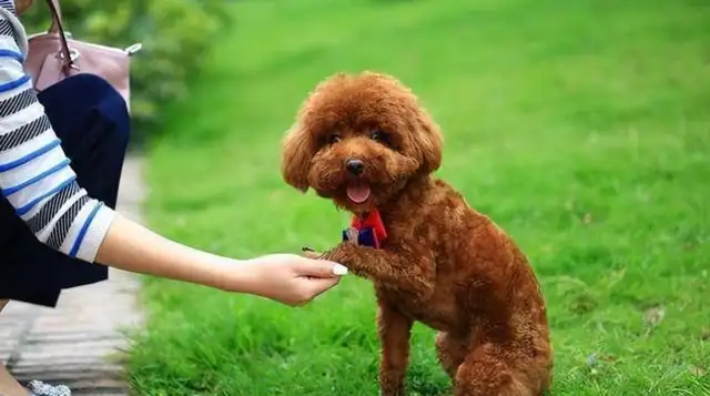One of the girls had a strong biological need for a Teddy dog and took it to an animal hospital for sterilization