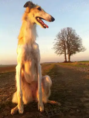 The master moved and left the dog behind, and the passers-by felt sorry for his adoption