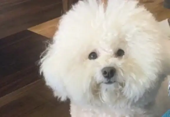 One week after the dog foster pets were in the pet shop, the hair of the milk turned dark gray