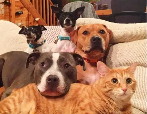 The baby's just born. Four dogs and a cat are taking care of it